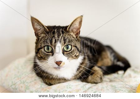 Homeless Cat Needs A Forever Home