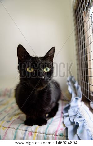 Homeless Cat Needs A Forever Home