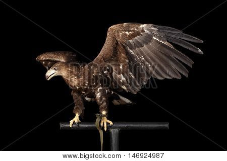White-tailed eagle Sitting on perch and Spread wings, Looking at left Birds of prey isolated on Black background