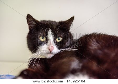 Homeless Cat Needs A Forever Home