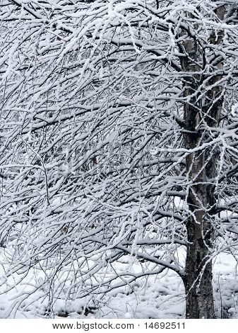 Schnee. Zweige von Birken.