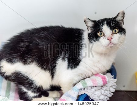 Homeless Cat Needs A Forever Home