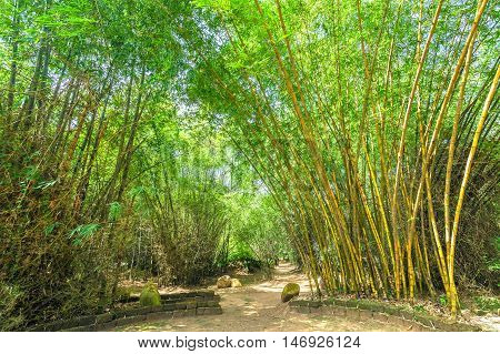 High bamboo both side bend to cover along dirt road create idyllic beauty in countryside