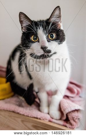 Homeless Cat Needs A Forever Home