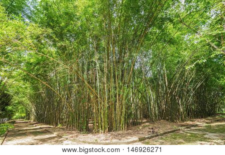 Path to bamboo forest idyllic beauty in the countryside