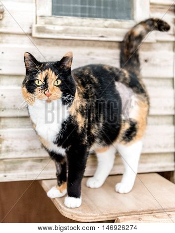 Homeless Cat Needs A Forever Home