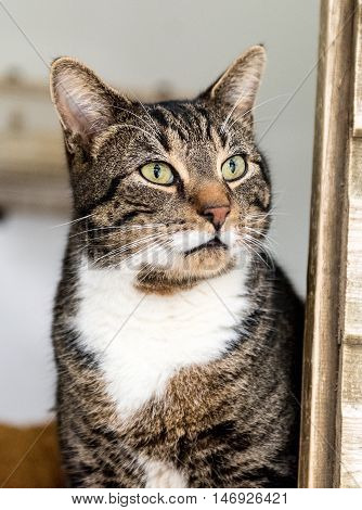 Homeless Cat Needs A Forever Home