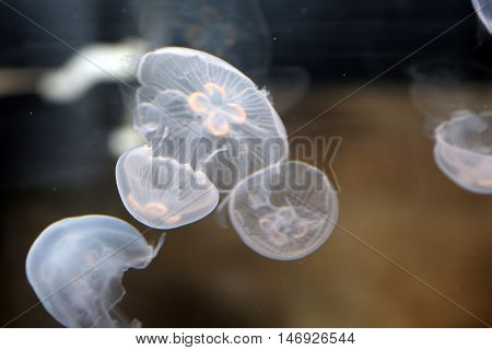 Moon Jellyfish swimming in a fish tank.