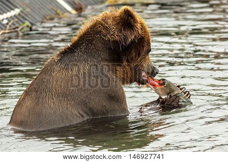 Brown bear eating a salmon caught in Kurile Lake. Southern Kamchatka Wildlife Refuge in Russia.