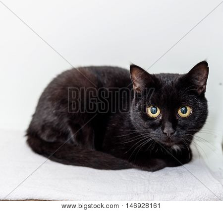 Homeless Cat Needs A Forever Home