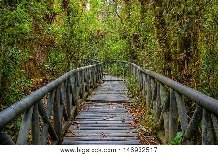 PASTO, COLOMBIA - JULY 3, 2016: nice wood path in the middle of the jungle.