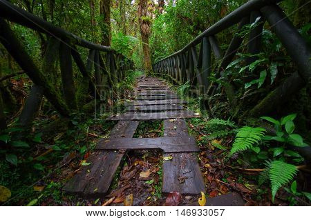 PASTO, COLOMBIA - JULY 3, 2016: small path with some wood steps on the ground on the middle of the jungle.