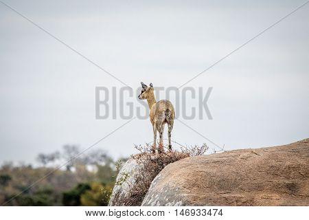 Female Klipspringer On The Lookout.