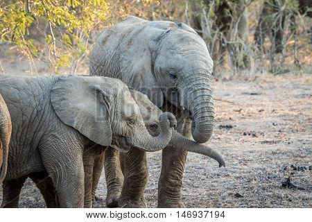 Young African Elephants Playing.