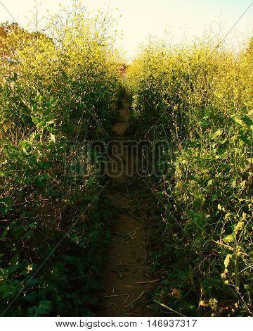 Narrow nature trail with tall brush lining the pathway.