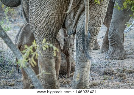 Young Elephant In Between The Legs Of His Mother.