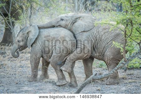 Young African Elephants Playing.