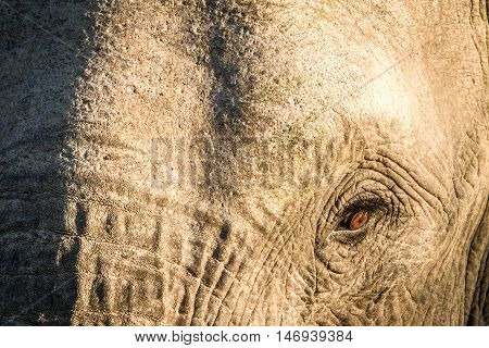 Close Up Of An African Elephant Eye.