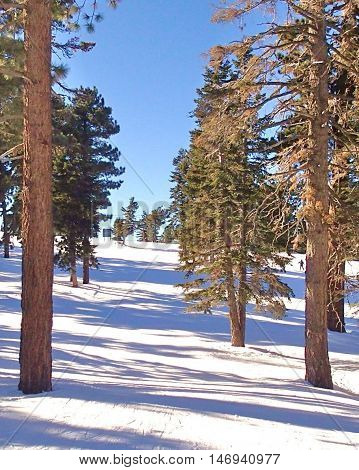 Beautiful winter woods scene with white snow on the ground and blue sky.