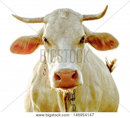 Cow looking into camera and isolated on a white background