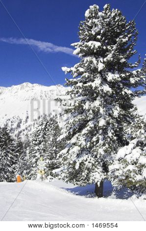 雪树