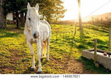 White Arabian Horse In Early Morning Sun.