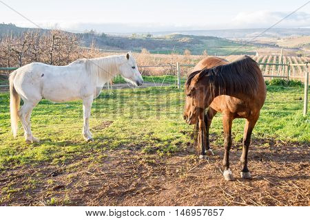 Brown And A White Horse In The Horse Camp