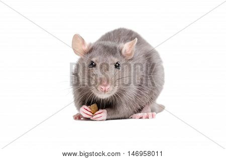 Portrait of a rat holding a piece of food in its paws isolated on white background