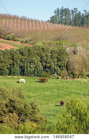 Horses And Cow In Distant Fields