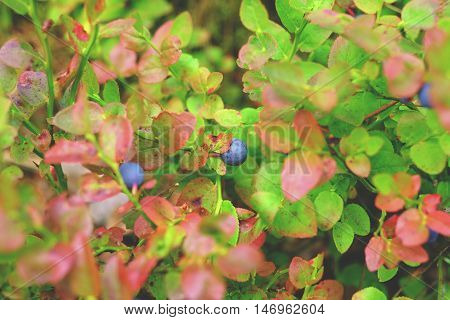 The Branches Of Bilberry