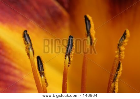 Lily anteras Macro