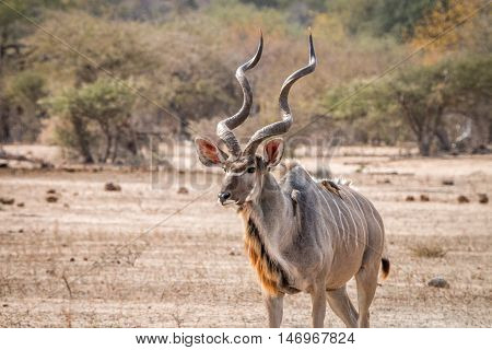 Big Kudu Male Walking In The Bush With Oxpeckers.