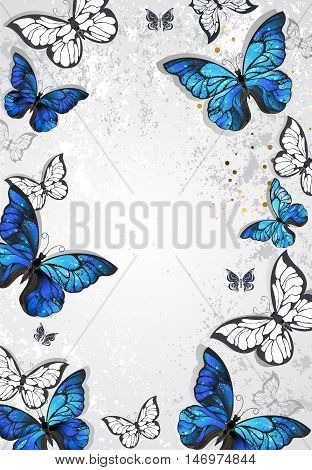 Frame with blue realistic morpho butterflies on gray textural background. Design with butterflies. Morpho. Design with blue butterflies morpho.