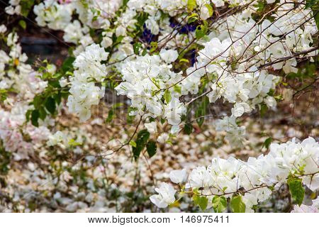 White Bougainvillea flowers n graden nature background