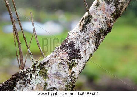 Two mantis camouflaged on tree brown branches.