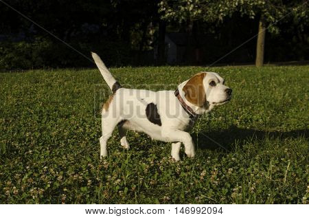 Beagle in a city park in a sunny day