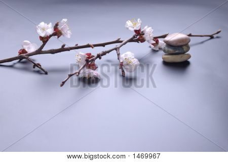Blossom And Stones