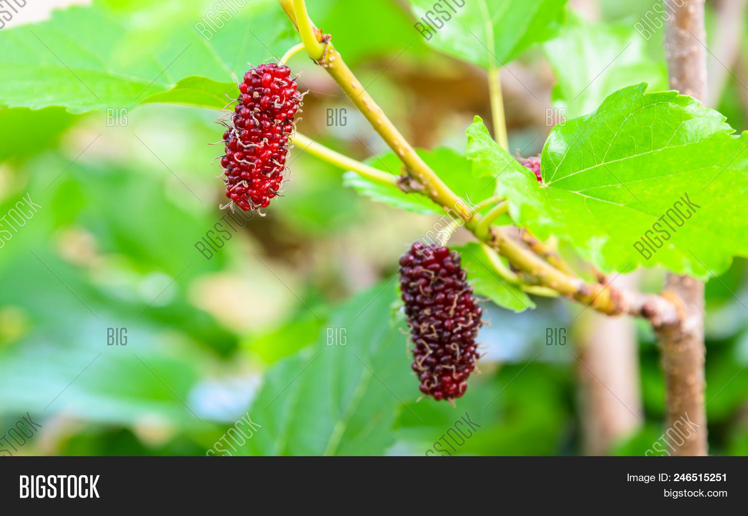 Fresh Unripe Red Image Photo Free Trial Stock Fresh Unripe Red Image Photo Free
