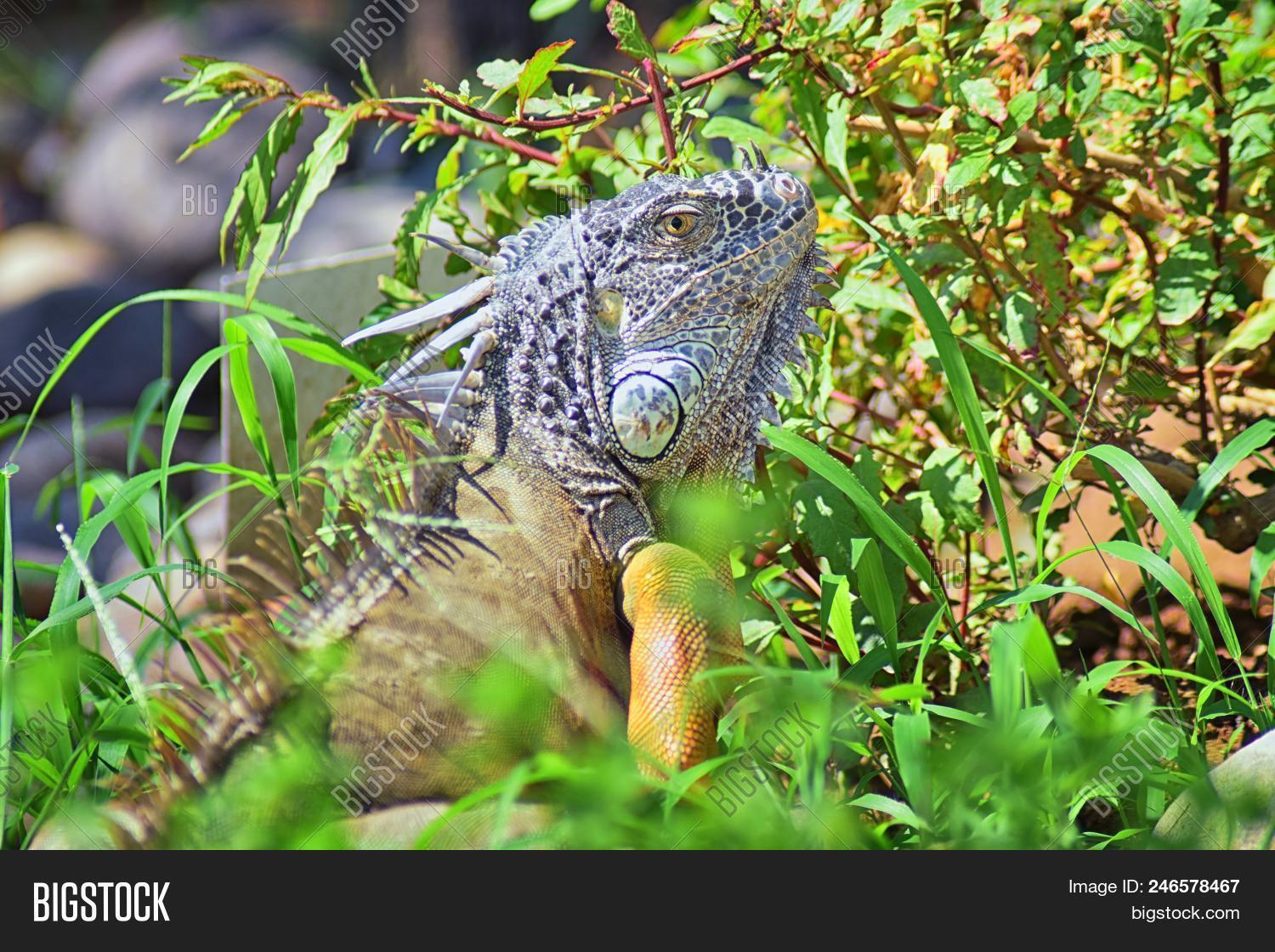 Wild Iguana Eating Image & Photo (Free Trial) Bigstock