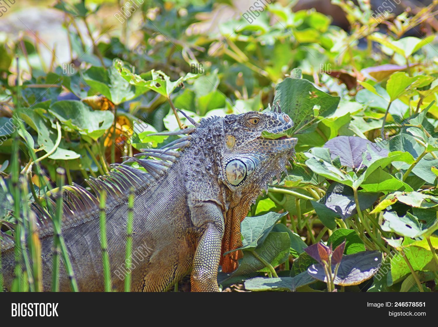 Wild Iguana Eating Image & Photo (Free Trial) Bigstock