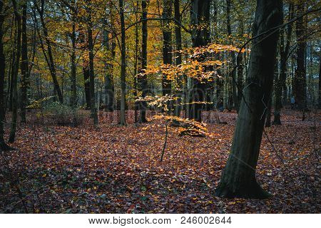 Beautiful Golden Colored Branch In Calm Autumn Forest.