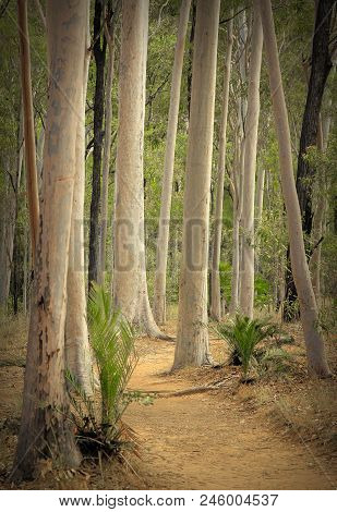 Carnarvon Gorge Forest Australia And Walking Track Through The Trees