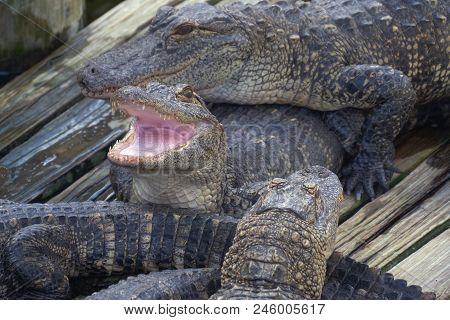 Alligator Threatens Open Jaw And Is Ready To Attack The Enemy. Crocodiles Dangerous Animals. Alligat
