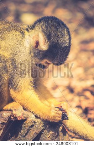 The Black-capped Squirrel Monkey Saimiri Boliviensi) Is A South American Squirrel Monkey, Found In B