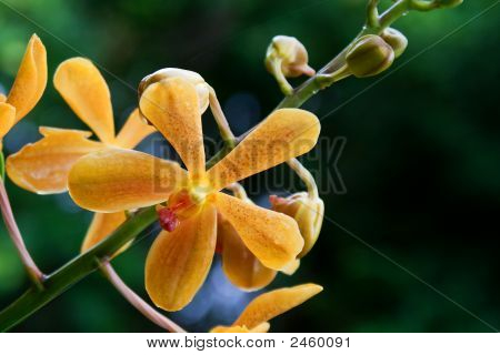 Vanda orchidea