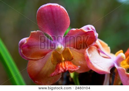 Vanda orchidea