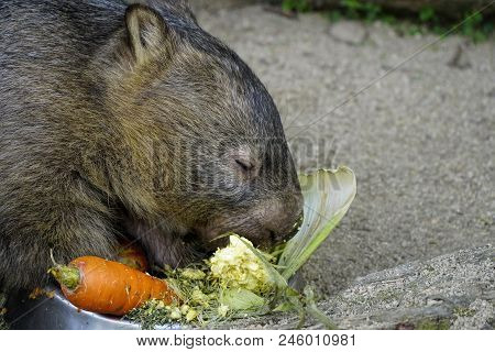 Australian Marsupial The Common Wombat Or Vombarus Ursinus Eating Vegetables