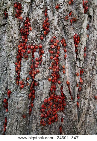 Firebug Pyrrhocoris Apterus plague in a tree trunk detail