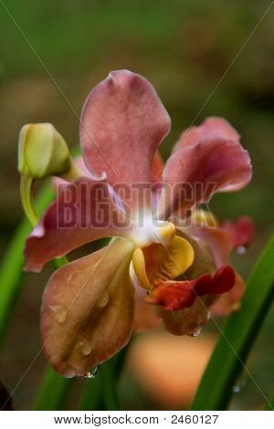 Vanda orchidea
