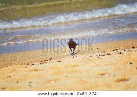Great-tailed Grackle Birds Eating Winged Male Drone Leafcutter Ants, Dying On Beach After Mating Fli
